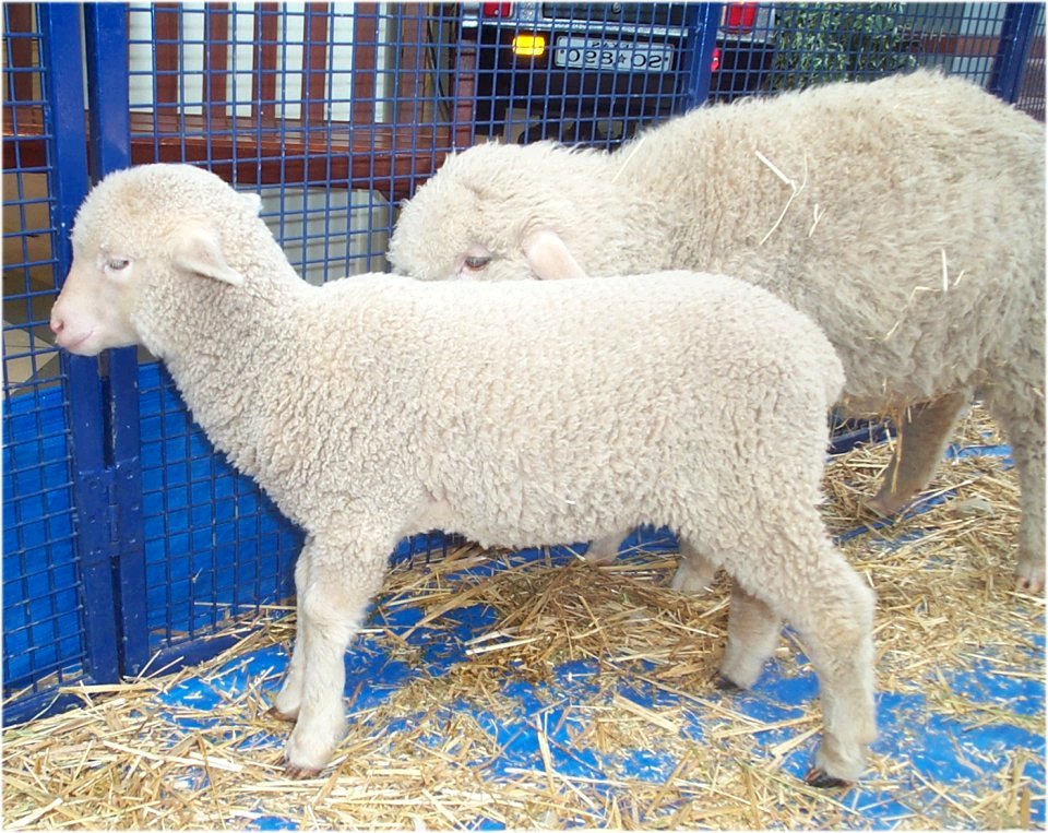 Lambs3.jpg